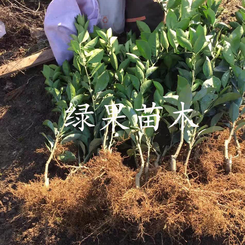 塔罗科血橙苗嫁接橙子苗基地直销品种纯正高丰产包邮