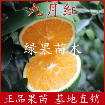 橙子苗早熟脐橙苗赣南早九月红苗八月中秋前后成熟