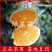 橙子苗早熟脐橙苗赣南早九月红苗八月中秋前后成熟