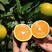 橙子苗早熟脐橙苗赣南早九月红苗八月中秋前后成熟