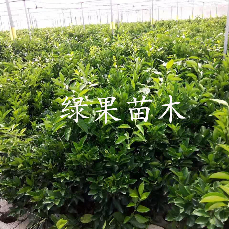 橙子苗早熟脐橙苗赣南早九月红苗八月中秋前后成熟