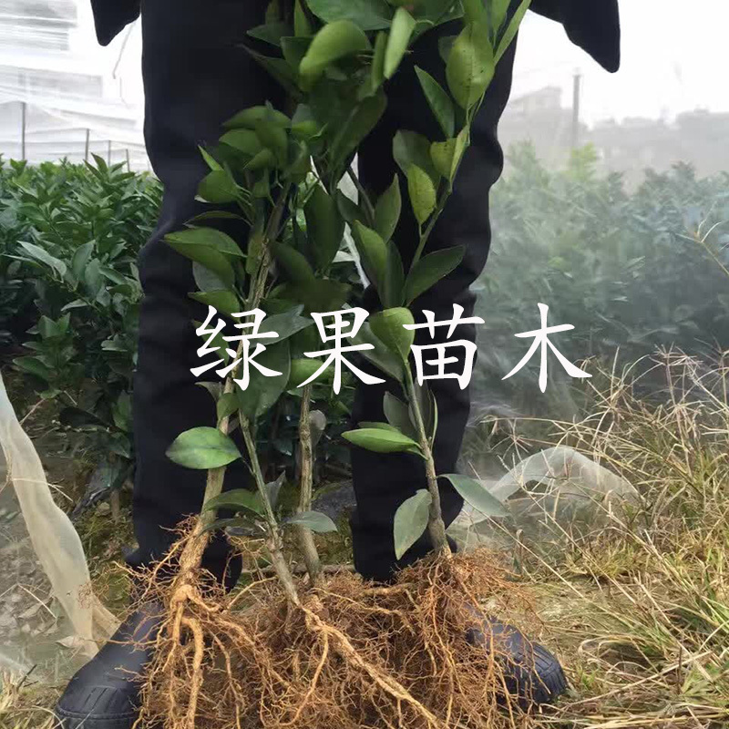 橙子苗早熟脐橙苗赣南早九月红苗八月中秋前后成熟