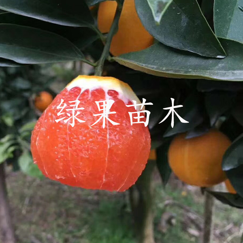 中华红橙苗血橙苗红肉脐橙血橙树苗嫁接苗基地直销