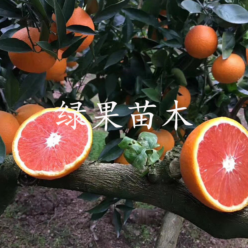 中华红橙苗血橙苗红肉脐橙血橙树苗嫁接苗基地直销