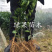 中华红橙苗血橙苗红肉脐橙血橙树苗嫁接苗基地直销