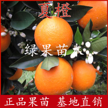 夏橙苗伦晚脐橙苗阿尔及利亚品种免费提供技术指导