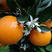 夏橙苗伦晚脐橙苗阿尔及利亚品种免费提供技术指导