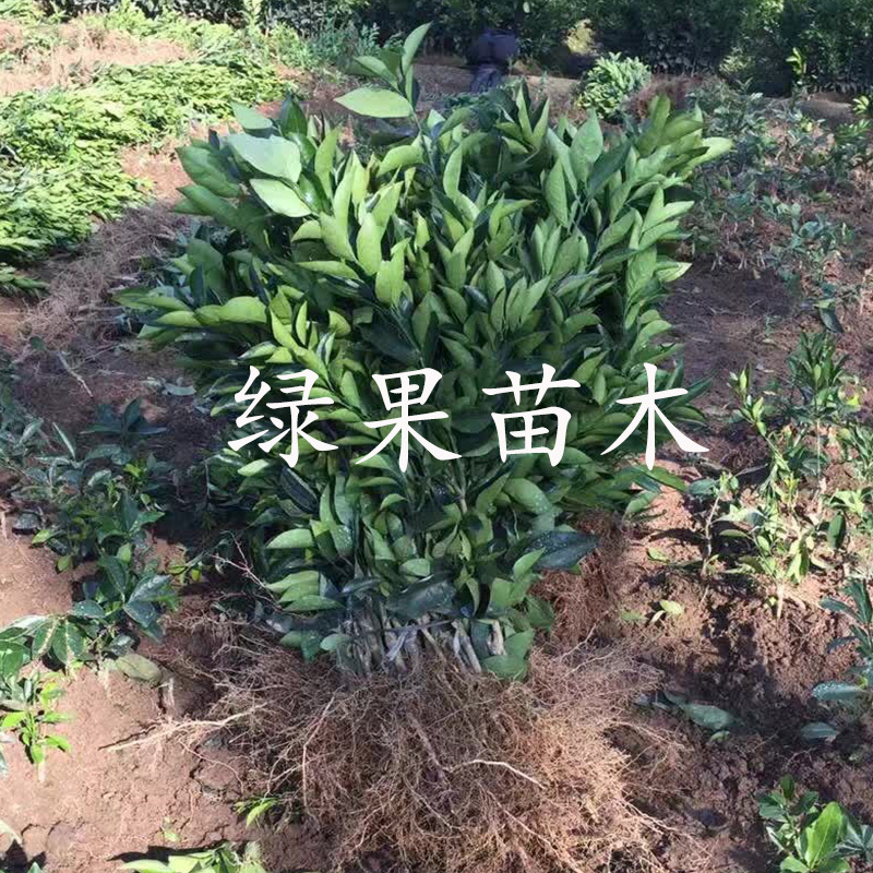 夏橙苗伦晚脐橙苗阿尔及利亚品种免费提供技术指导