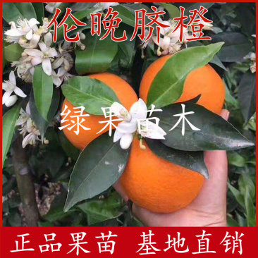 脐橙苗伦晚脐橙苗夏橙苗嫁接橙苗基地提供技术指导