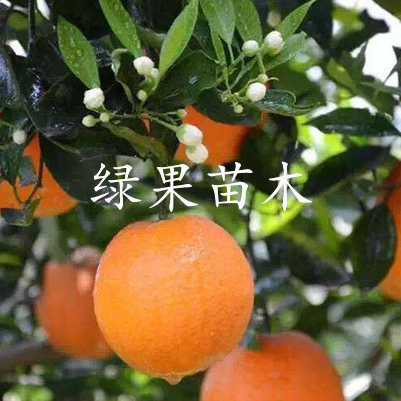 脐橙苗伦晚脐橙苗夏橙苗嫁接橙苗基地提供技术指导