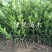 脐橙苗伦晚脐橙苗夏橙苗嫁接橙苗基地提供技术指导