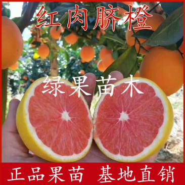 脐橙苗卡拉卡拉红肉脐橙苗血橙苗苗圃直销提供技术指导