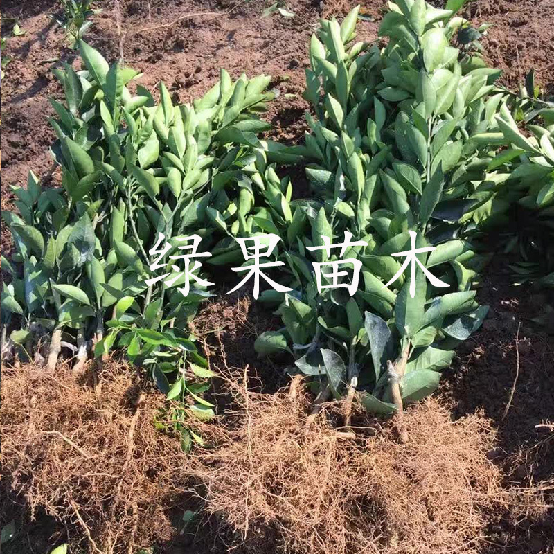 脐橙苗卡拉卡拉红肉脐橙苗血橙苗苗圃直销提供技术指导