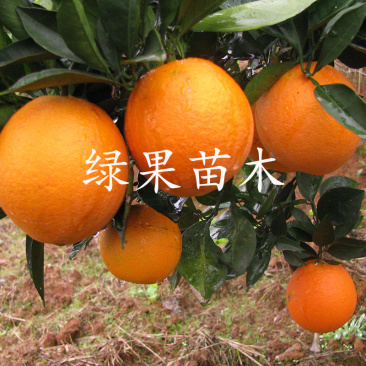 脐橙苗冰糖橙优系锦蜜苗比冰糖橙脱酸快水份足苗圃直销
