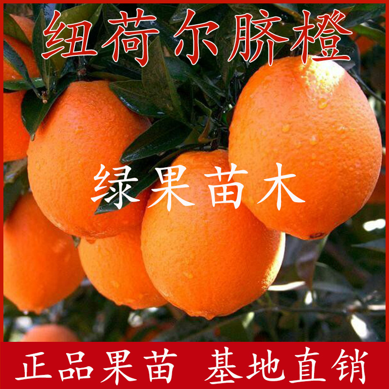 赣南脐橙苗纽荷尔脐橙苗嫁接橙子苗脐橙树苗苗圃直销