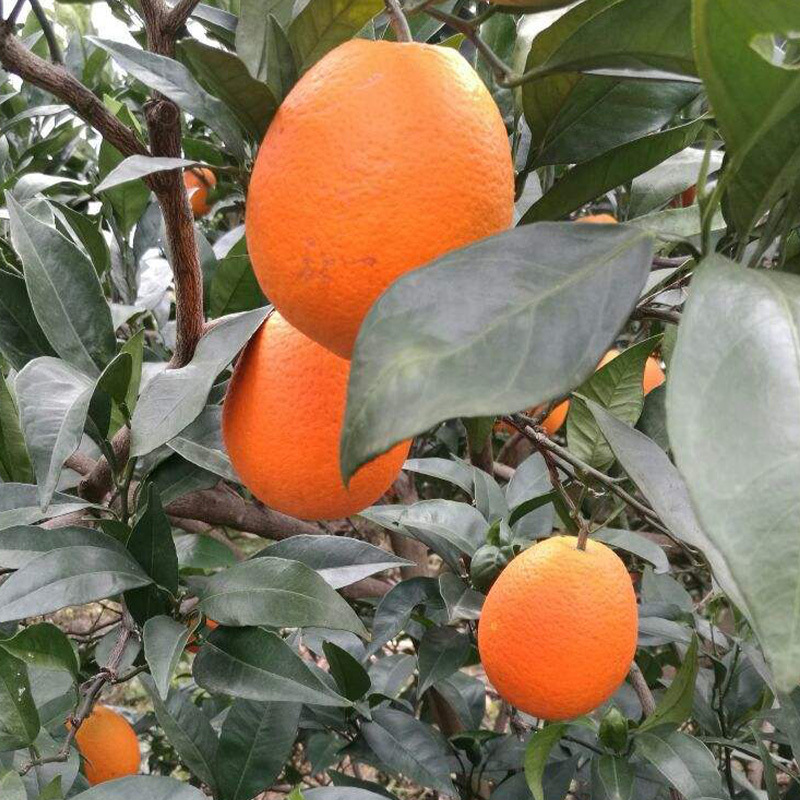赣南脐橙苗纽荷尔脐橙苗嫁接橙子苗脐橙树苗苗圃直销