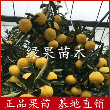 春香桔柚苗甜桔柚苗象山青黄金贡柑苗甜橘柚苗包邮