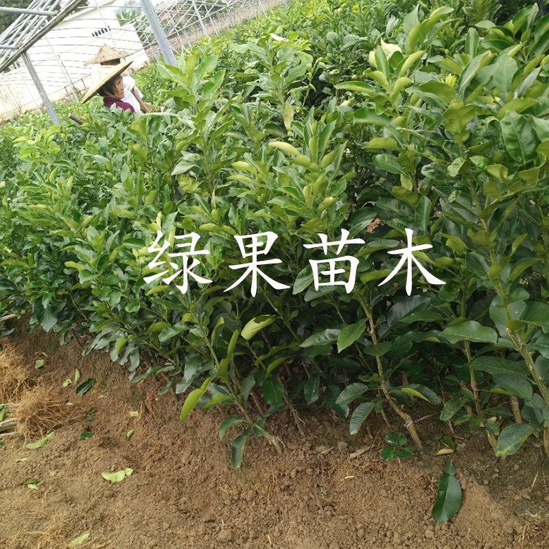 胡柚苗嫁接胡柚苗高产嫁接柚子苗苗圃直销品种保证