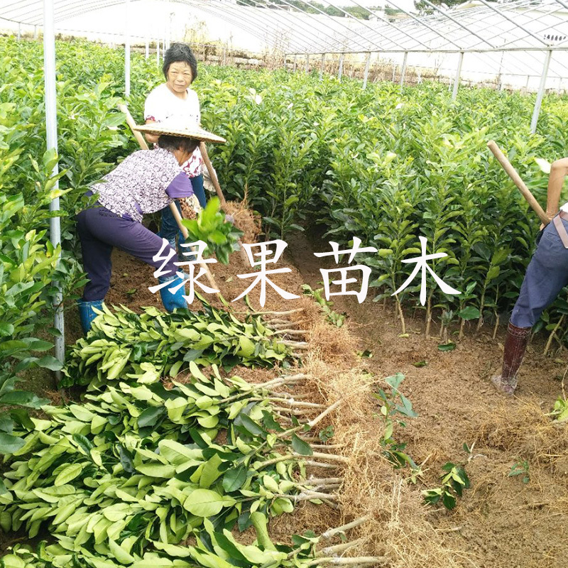 泰国红宝石青柚苗泰国青柚苗越南青柚子苗苗圃直销包邮