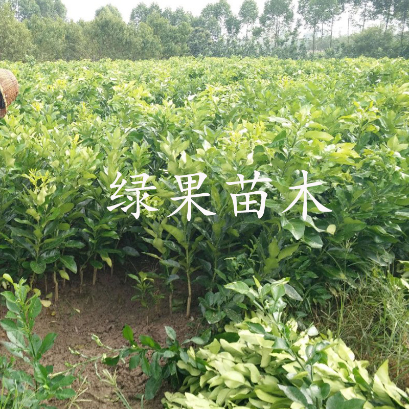 沙田柚苗正宗容县沙田柚品种纯正盆栽地栽苗圃直销包邮