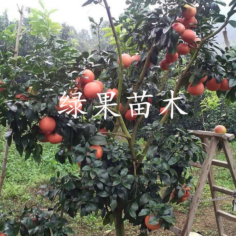 红宝石葡萄柚苗红肉甜葡萄柚苗红心柚子苗苗圃直销