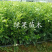红宝石葡萄柚苗红肉甜葡萄柚苗红心柚子苗苗圃直销