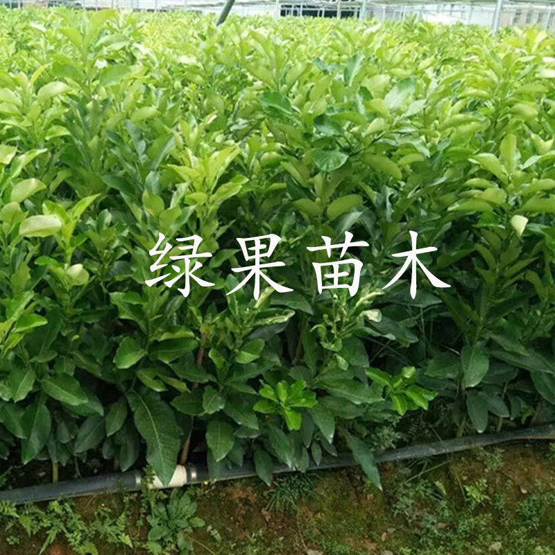 红宝石葡萄柚苗红肉甜葡萄柚苗红心柚子苗苗圃直销