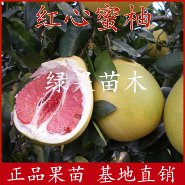沙田柚子苗红宝石柚子苗红心蜜柚红肉柚苗苗圃直销