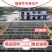 黄骨鱼苗批发产地直销运输损耗包赔杂交4-7公分