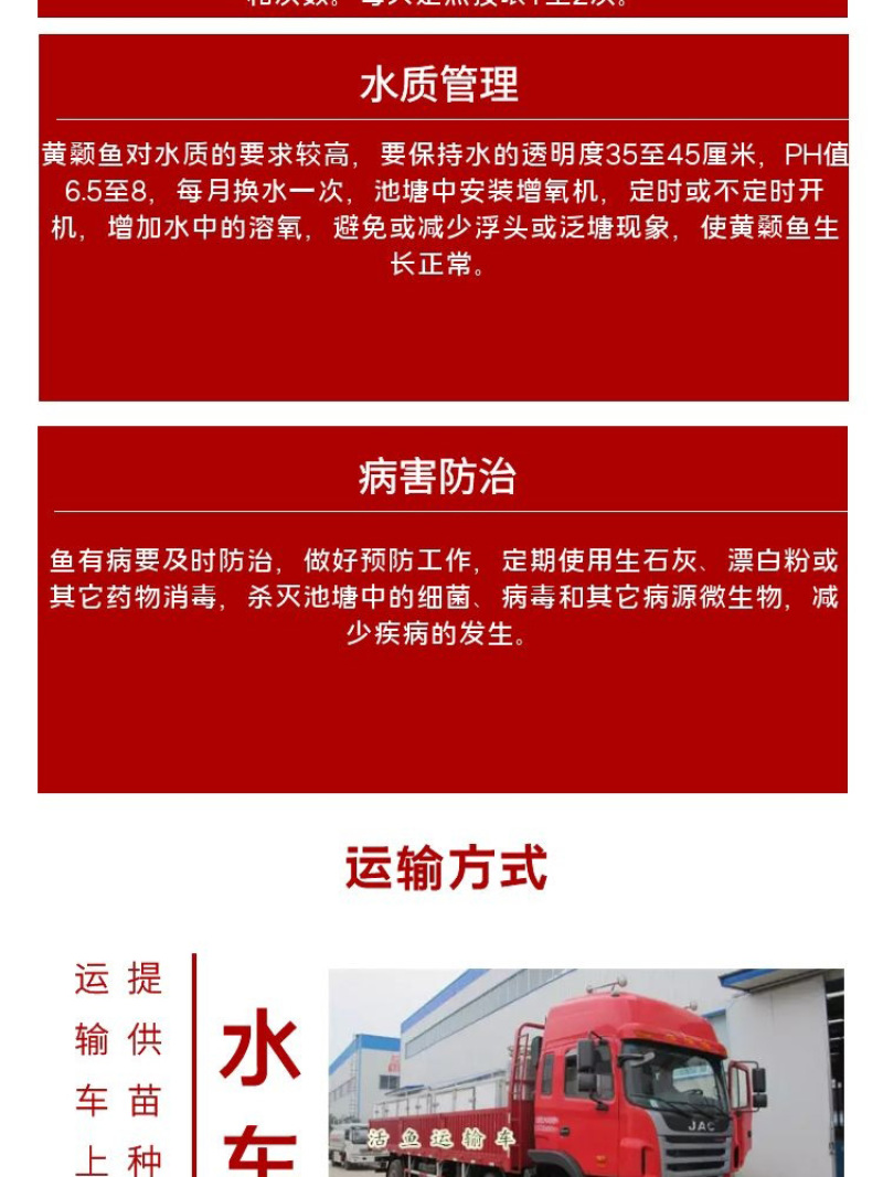 黄骨鱼苗批发产地直销运输损耗包赔杂交4-7公分