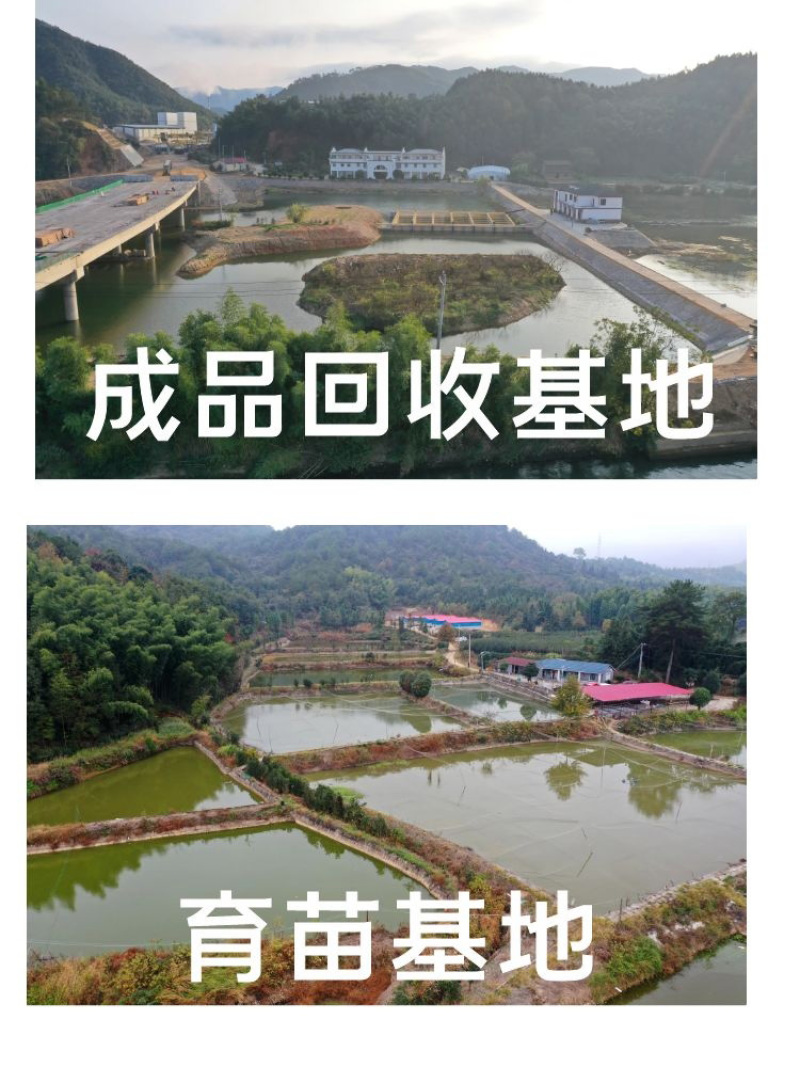 黑鱼苗批发产地直销一手货源齐规格低价格