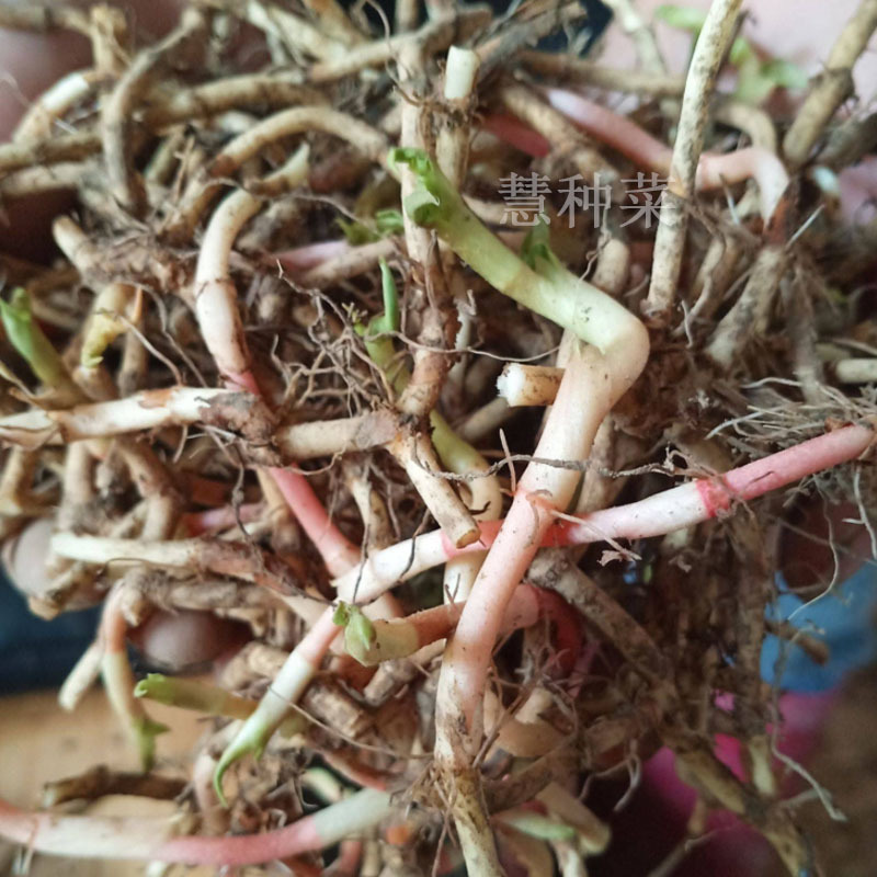 鱼腥草种苗折耳根种子种根5斤起嫩芽蔬菜成活率高