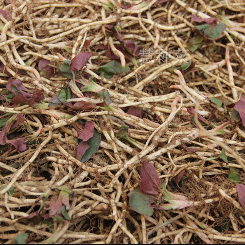 鱼腥草种苗折耳根种子种根5斤起嫩芽蔬菜成活率高