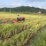 农用乘坐式旋耕机水田旱地两用旋耕机打田机