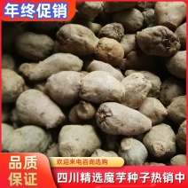 【热销中】四川乐山优质花魔芋种子持续供应中货源充足