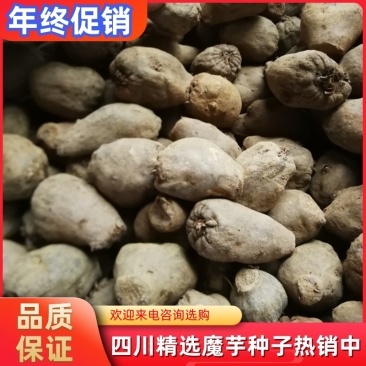 【热销中】四川乐山优质花魔芋种子持续供应中货源充足