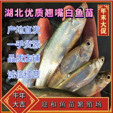 翘嘴鱼，鱼塘直供，大白鱼个头好数量好，可视频看货