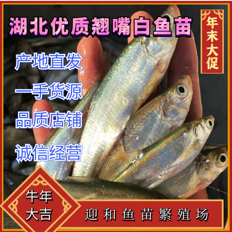 翘嘴鱼，鱼塘直供，大白鱼个头好数量好，可视频看货