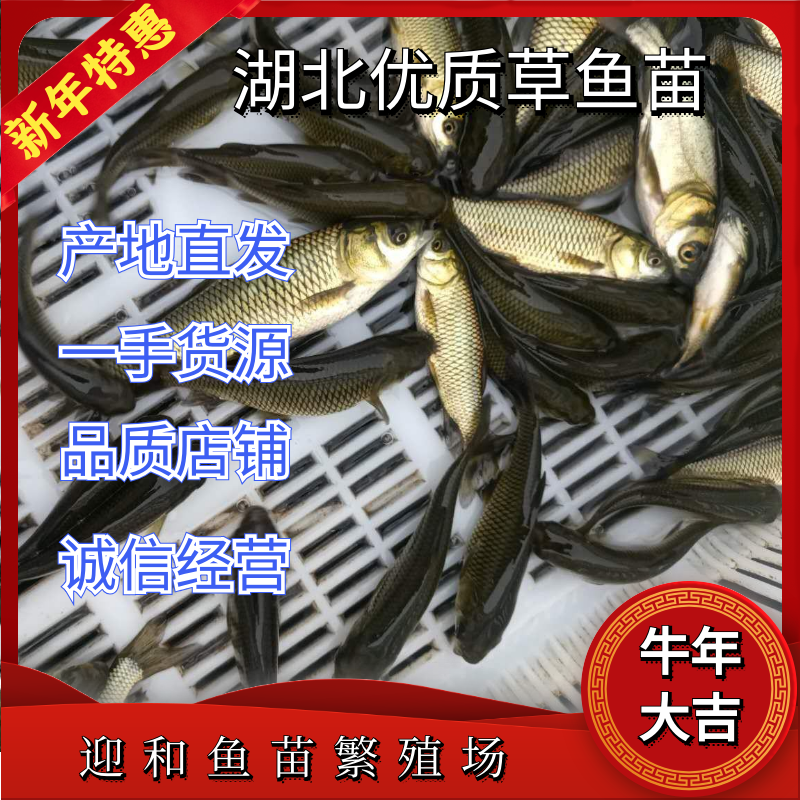 草鱼寸苗，大量供应，鱼塘现捞，可视频看货欢迎电联