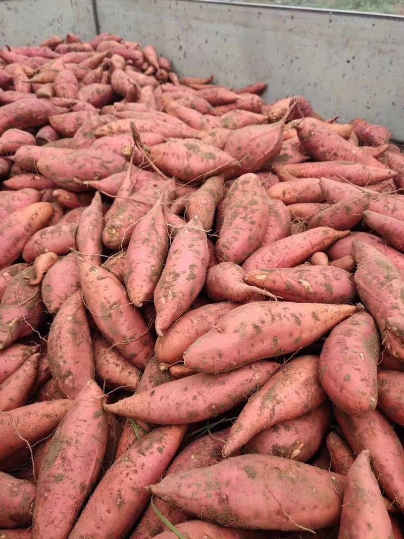 沙地红薯西瓜红红薯对接商超加工厂走市场一手货源