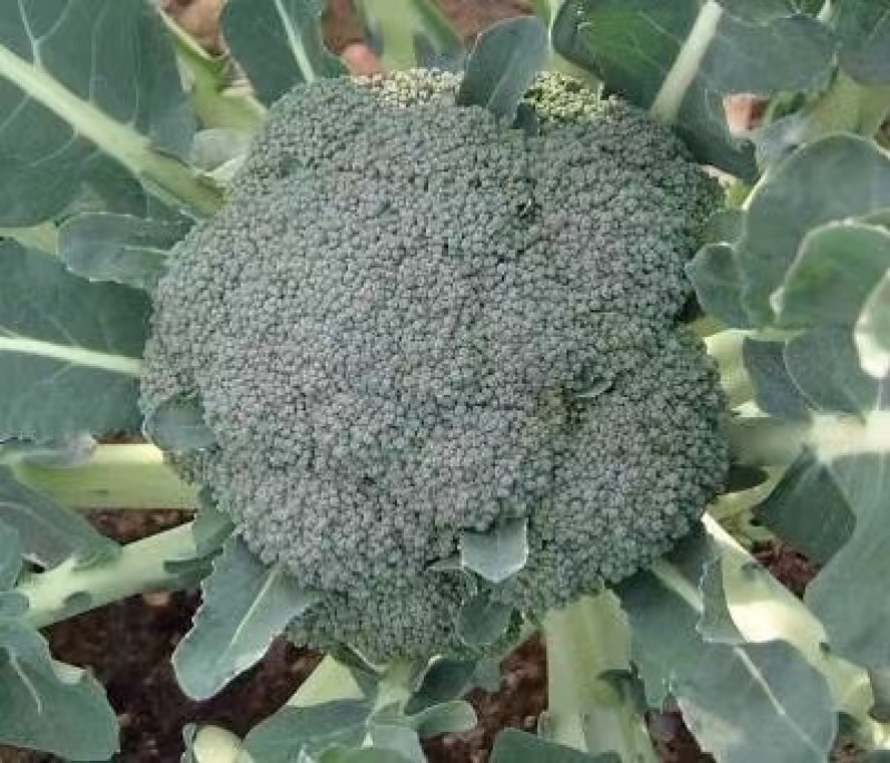 西蓝花苗寒秀炎秀西兰花苗耐热耐寒西兰花苗