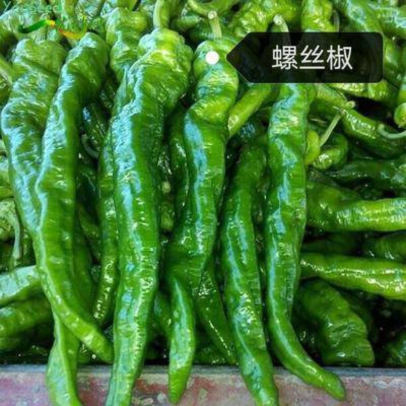 大果螺丝椒苗陇椒苗螺丝漂亮辣味好嫁接辣椒苗批发价