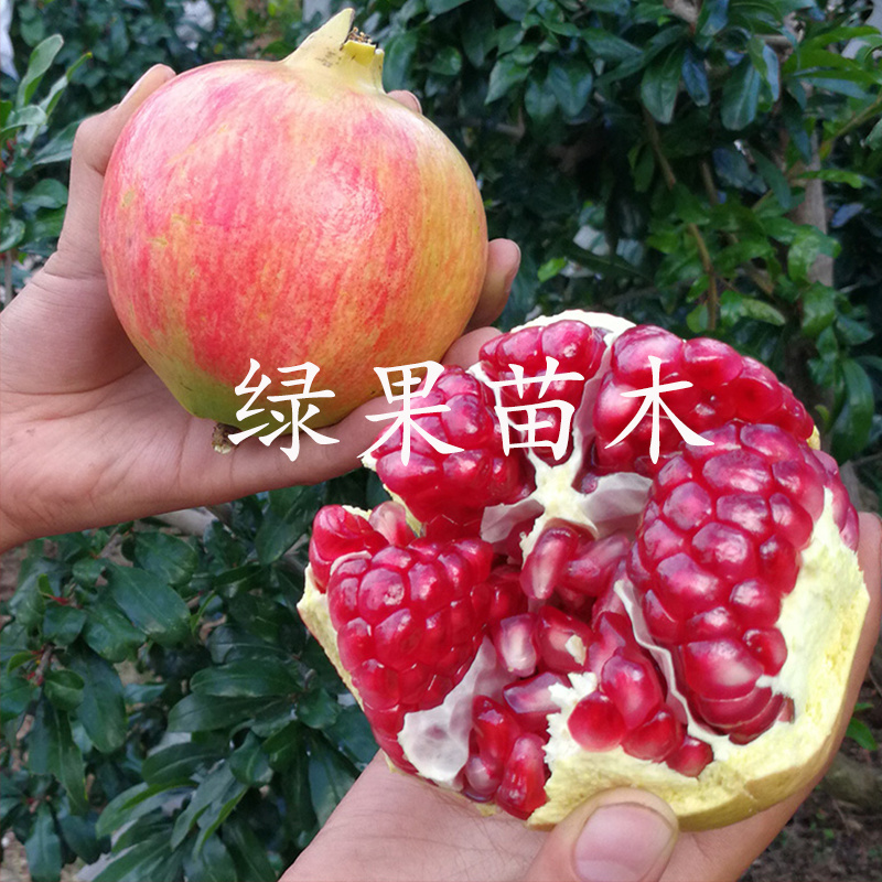 突尼斯软籽石榴苗软籽石榴苗南北方种植品种纯正包邮