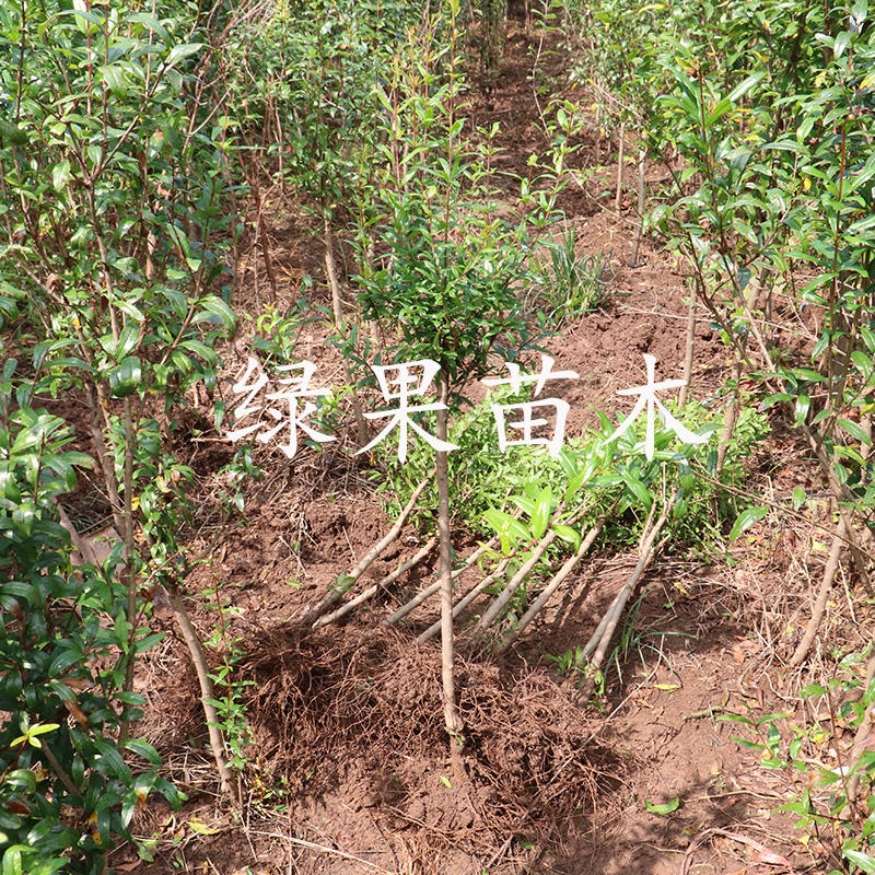 突尼斯软籽石榴苗软籽石榴苗南北方种植品种纯正包邮