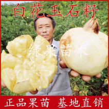 怀远石榴苗白花玉石籽石榴苗三白石榴基地直销包邮
