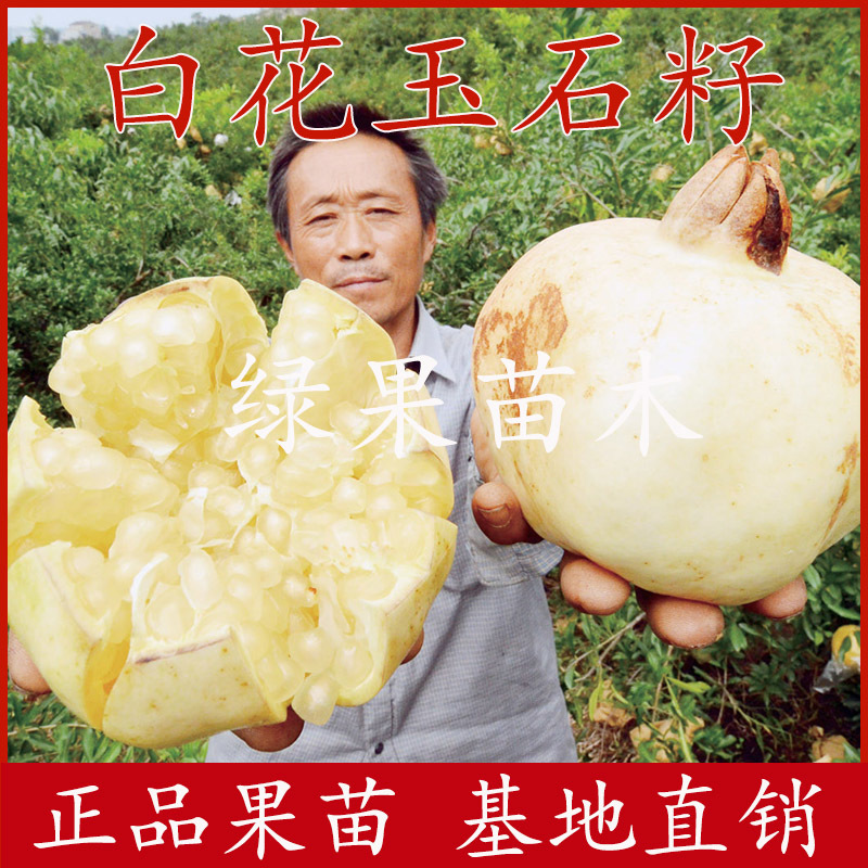 怀远石榴苗白花玉石籽石榴苗三白石榴基地直销包邮