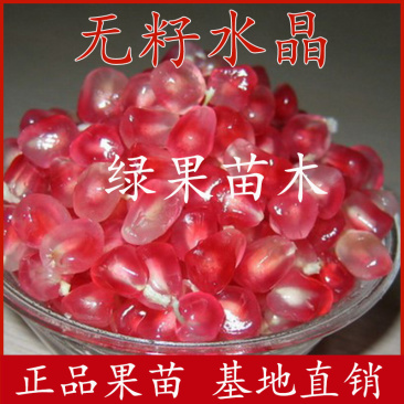 石榴树苗无籽水晶石榴苗无籽甜石榴苗南北方种植