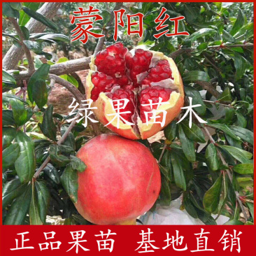 蒙阳红石榴苗泰山红基地直销现挖现卖品种保证