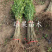 蒙阳红石榴苗泰山红基地直销现挖现卖品种保证