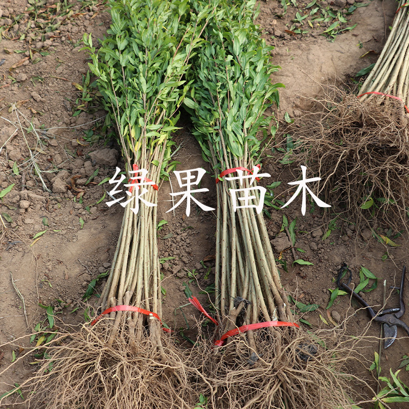 蒙阳红石榴苗泰山红基地直销现挖现卖品种保证